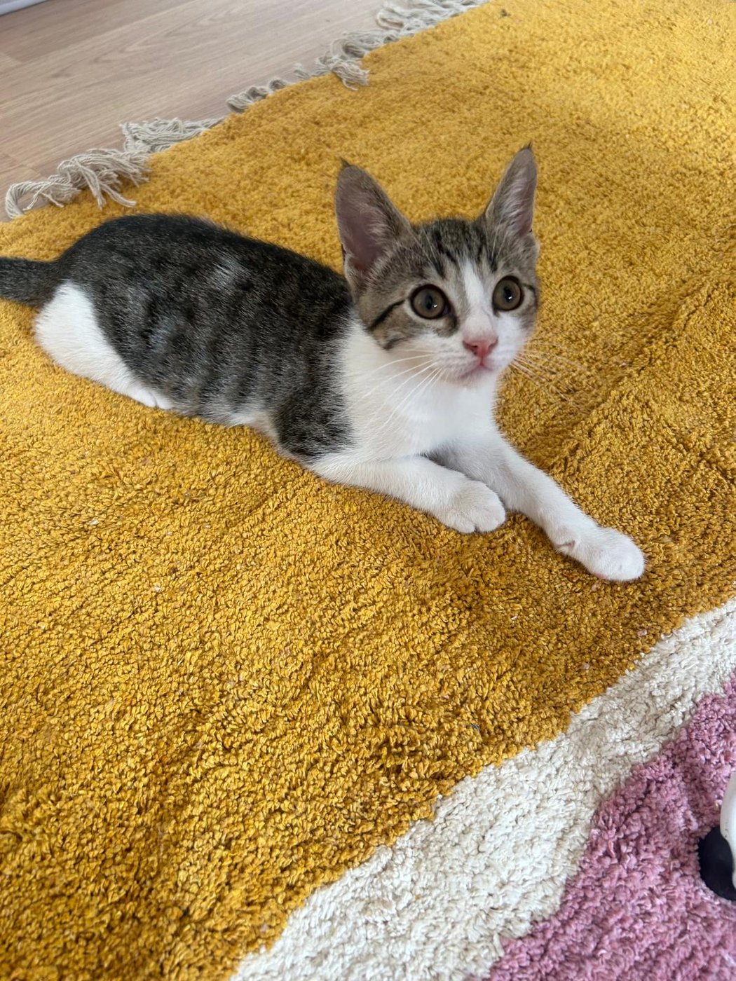 Amy de gatita, tumbada en una alfombra amarilla