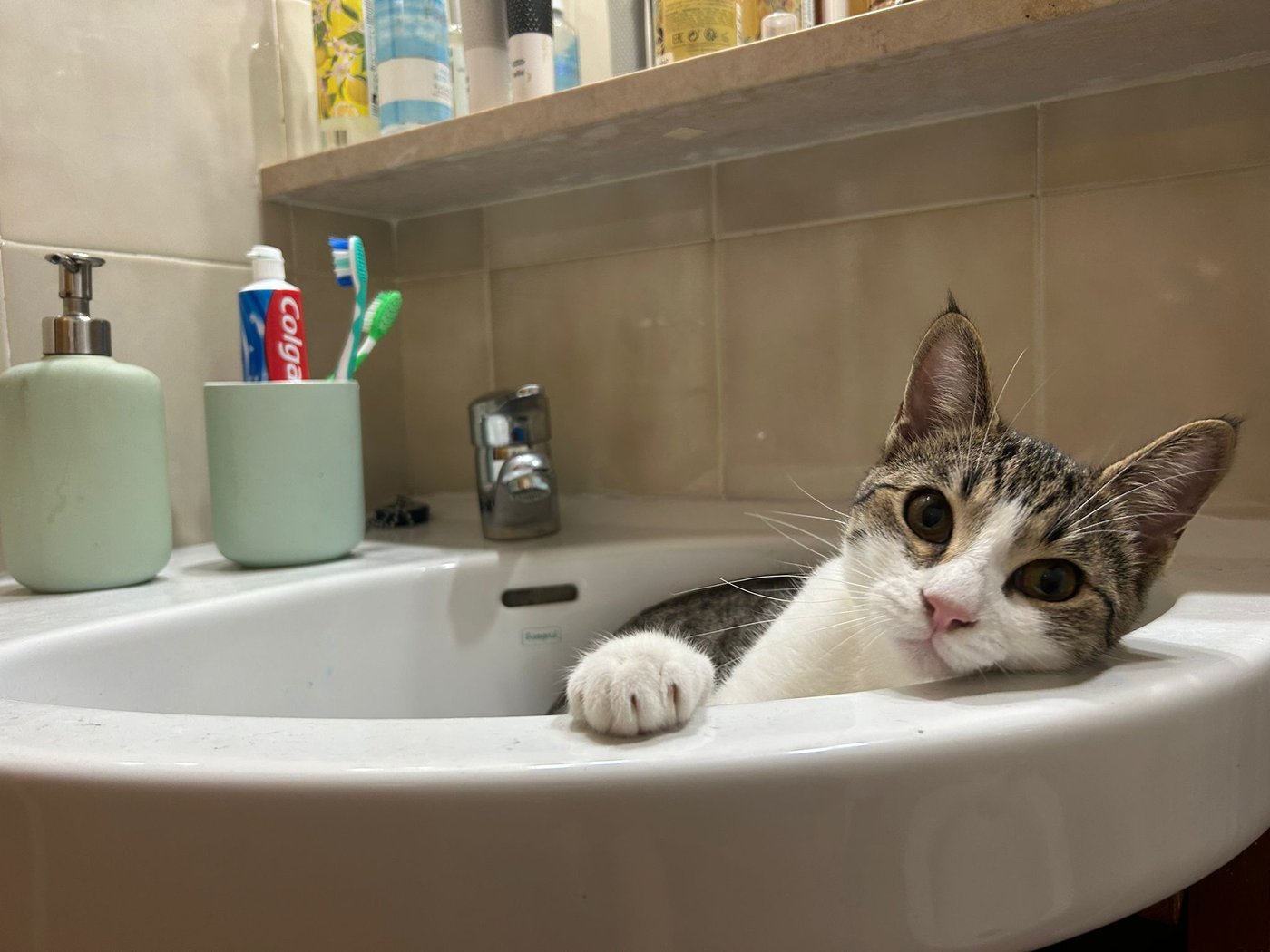 Amy durmiendo dentro del lavabo del baño