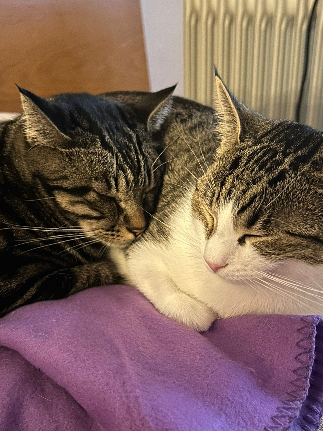 Joni y Amy durmiendo la siesta juntos sobre una manta