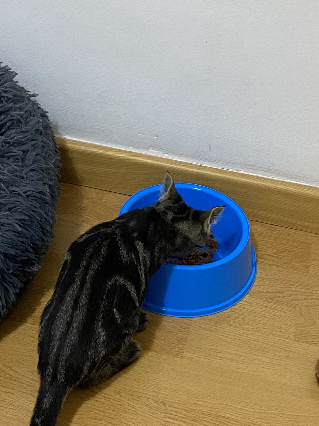 Joni la primera noche en casa, comiendo de un cuenco azul